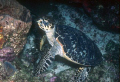 it was a sleeping turtle until the drift dive got there, we were 9 people...... shot with a Nikonos RS and 50 mm with 2 Ikelite SS200 strobes. 